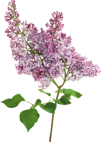 flowers & lilac free transparent png image.