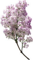 flowers & Lilac free transparent png image.