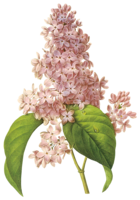 flowers & Lilac free transparent png image.