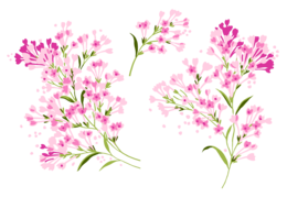 flowers & lilac free transparent png image.