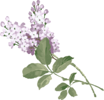 flowers & Lilac free transparent png image.