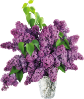 flowers & lilac free transparent png image.