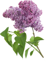 flowers & Lilac free transparent png image.