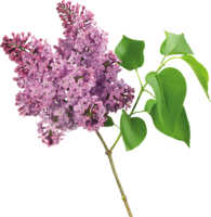 flowers & lilac free transparent png image.