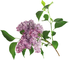 flowers & Lilac free transparent png image.