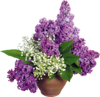 flowers & Lilac free transparent png image.