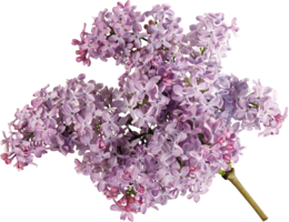 flowers & lilac free transparent png image.