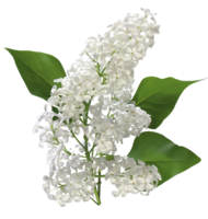 flowers & Lilac free transparent png image.