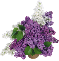 flowers & Lilac free transparent png image.