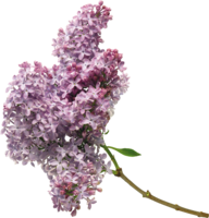 flowers & lilac free transparent png image.