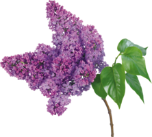 flowers & lilac free transparent png image.