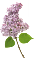 flowers & Lilac free transparent png image.