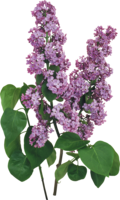 flowers & lilac free transparent png image.