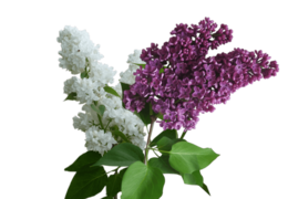 flowers & Lilac free transparent png image.