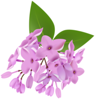 flowers & lilac free transparent png image.