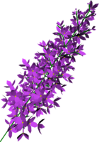 flowers & lilac free transparent png image.