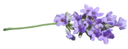 flowers & lilac free transparent png image.