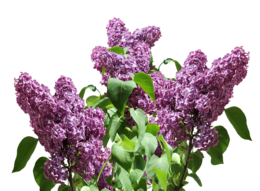 flowers & lilac free transparent png image.