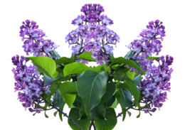 flowers & Lilac free transparent png image.