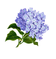 flowers & Lilac free transparent png image.