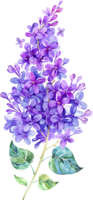 flowers & lilac free transparent png image.