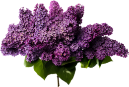 flowers & Lilac free transparent png image.