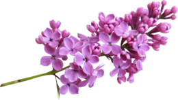 flowers & Lilac free transparent png image.