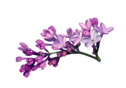 flowers & Lilac free transparent png image.