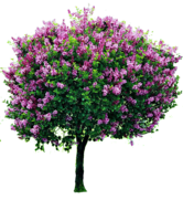 flowers & Lilac free transparent png image.