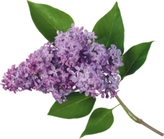 flowers & lilac free transparent png image.