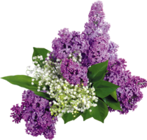 flowers & Lilac free transparent png image.