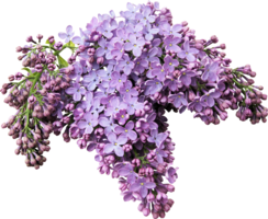 flowers & Lilac free transparent png image.