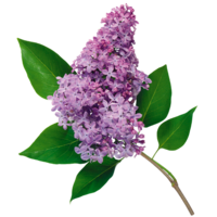 flowers & Lilac free transparent png image.