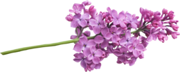 flowers & Lilac free transparent png image.