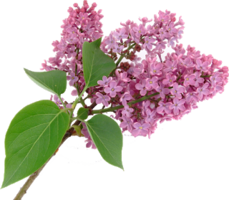 flowers & Lilac free transparent png image.