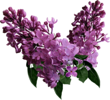 flowers & lilac free transparent png image.