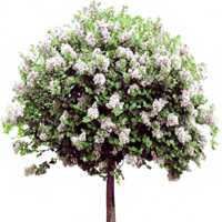 flowers & lilac free transparent png image.