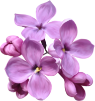 flowers & Lilac free transparent png image.