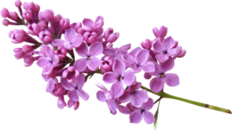 flowers & lilac free transparent png image.