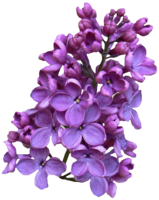 flowers & Lilac free transparent png image.