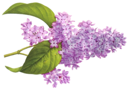 flowers & lilac free transparent png image.