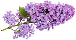 flowers & Lilac free transparent png image.