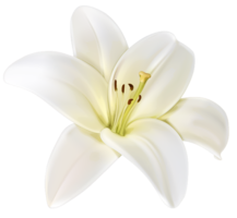 flowers & Lilium free transparent png image.