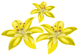 flowers & Lilium free transparent png image.