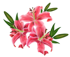 flowers & lilium free transparent png image.