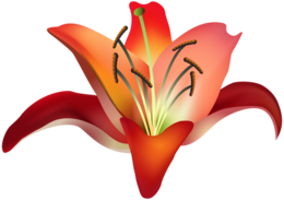 flowers & Lilium free transparent png image.