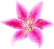 flowers & lilium free transparent png image.