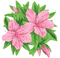 flowers & Lilium free transparent png image.