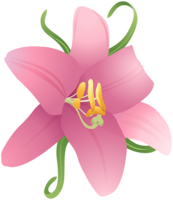 flowers & lilium free transparent png image.