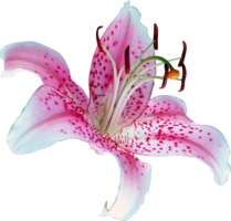 flowers & lilium free transparent png image.